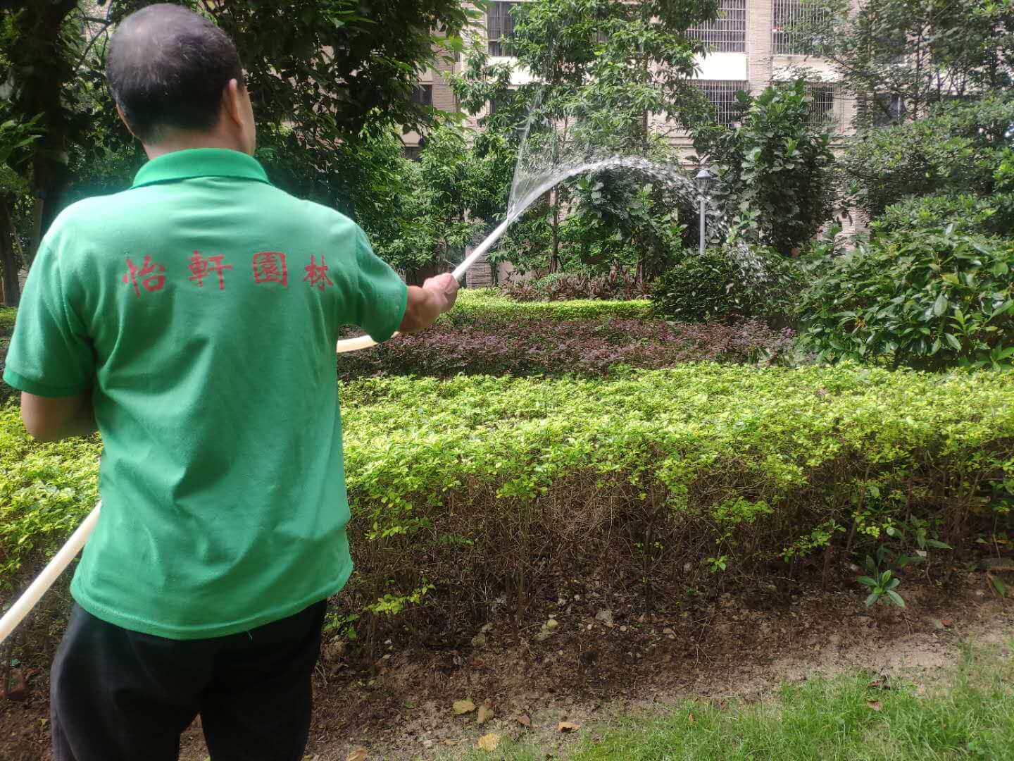 綠化養護苗木灌溉