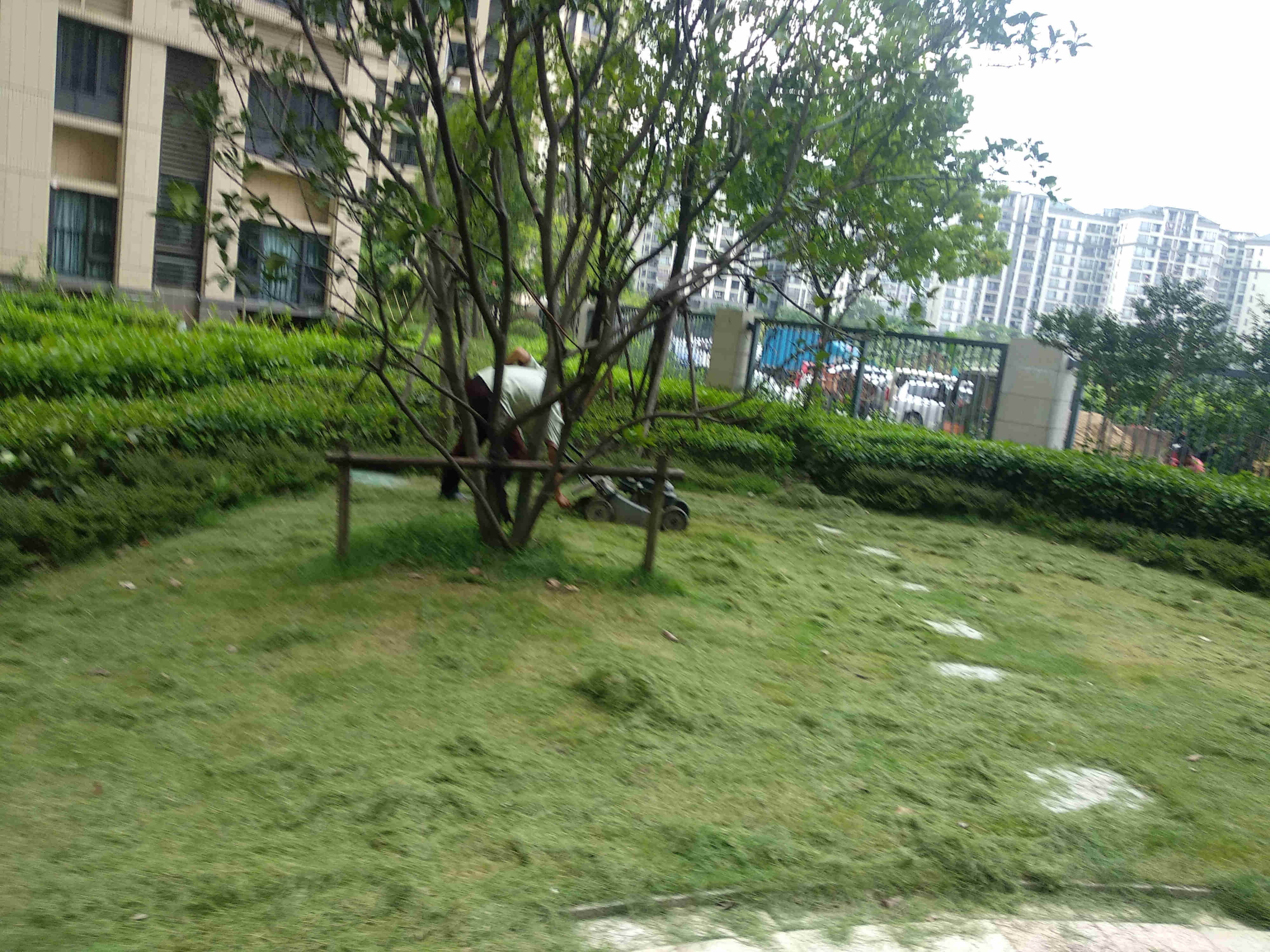 綠化維護