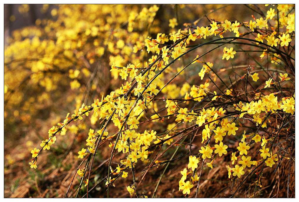 佛山綠化養護 迎春花
