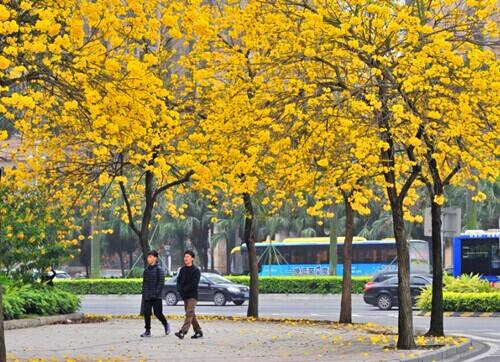 深圳綠化養護 黃花風鈴木