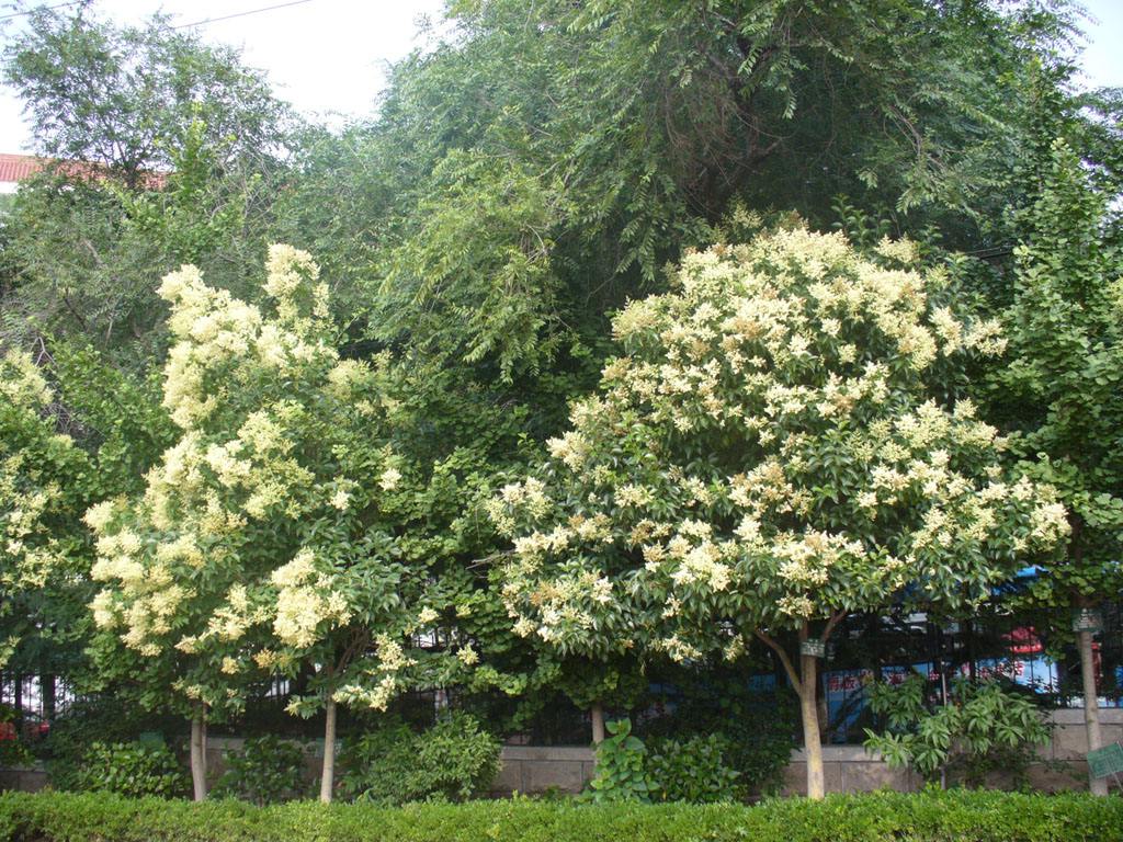 大葉女貞綠化養護