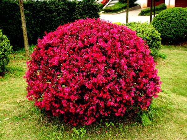 工廠綠化養護紅花繼木的養護
