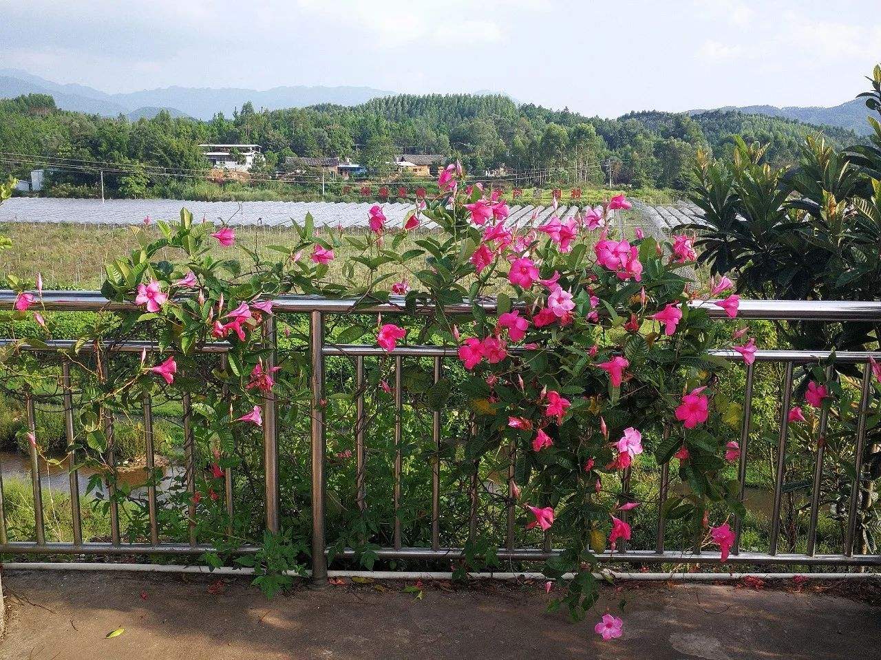 飄香藤的綠化養護