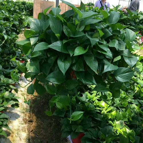 大葉綠蘿的綠化養護