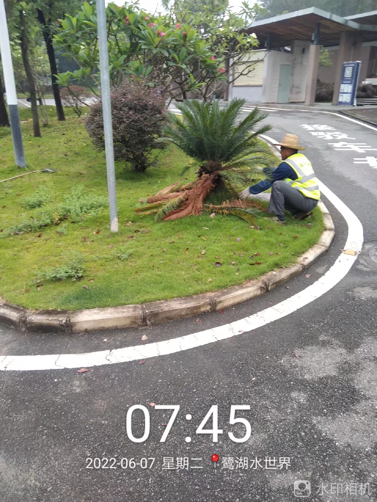 綠化公司,草坪
